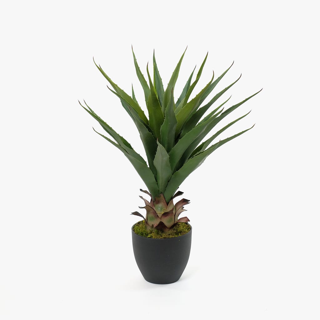 Maceta Aloe Vera 73 cm
