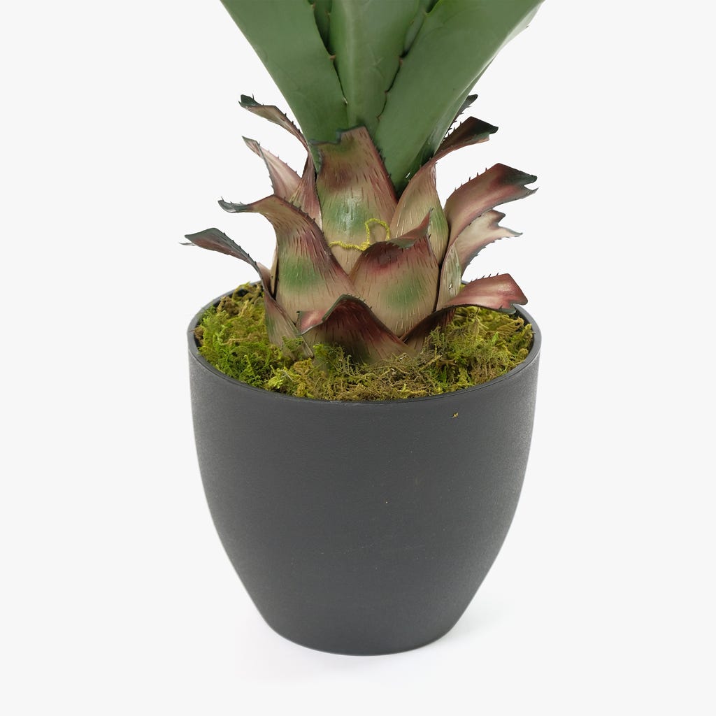 Maceta Aloe Vera 73 cm