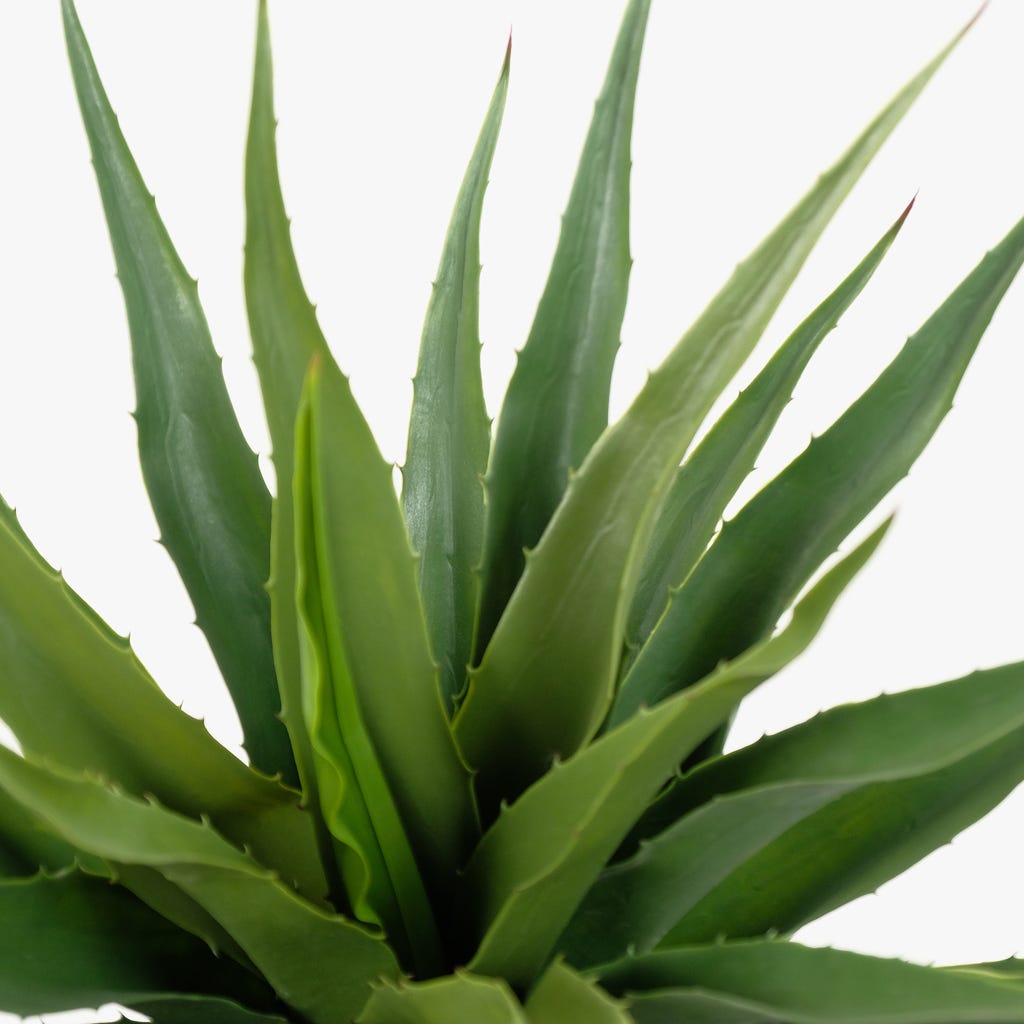 Maceta Aloe Vera 73 cm