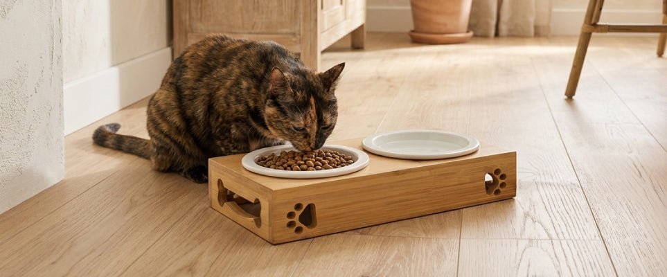 Como criar uma zona de alimentação para cães e gatos em casa - Gato Preto