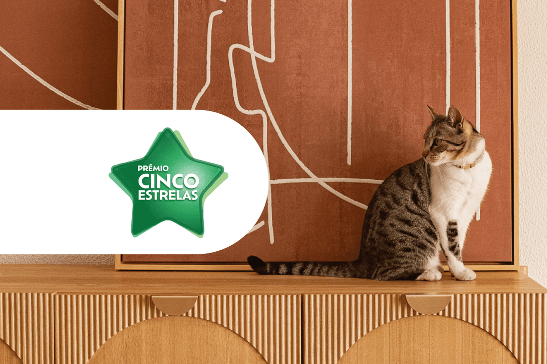 Gato Preto vence o Prémio Cinco Estrelas 2026 - Gato Preto