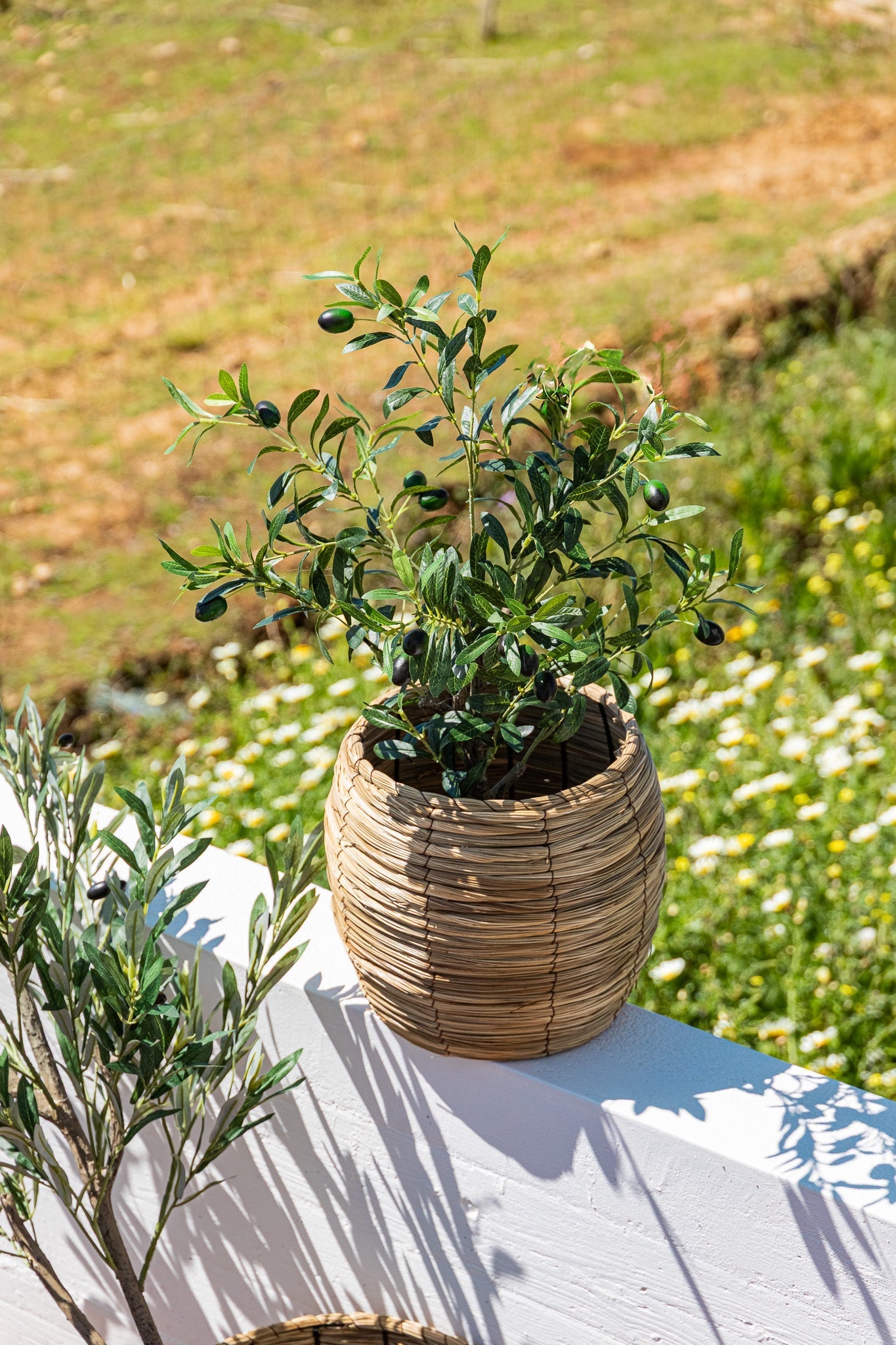 Vasos, Floreiras e Plantas - Gato Preto
