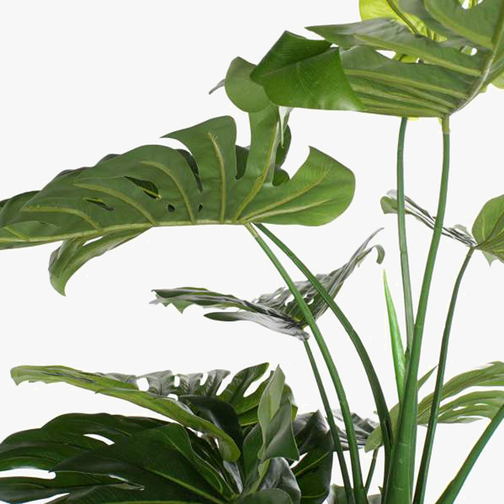 Planta Costela de Adão 200cm EVERLEAF