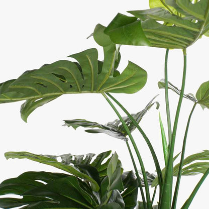 Planta Costela de Adão 200cm EVERLEAF