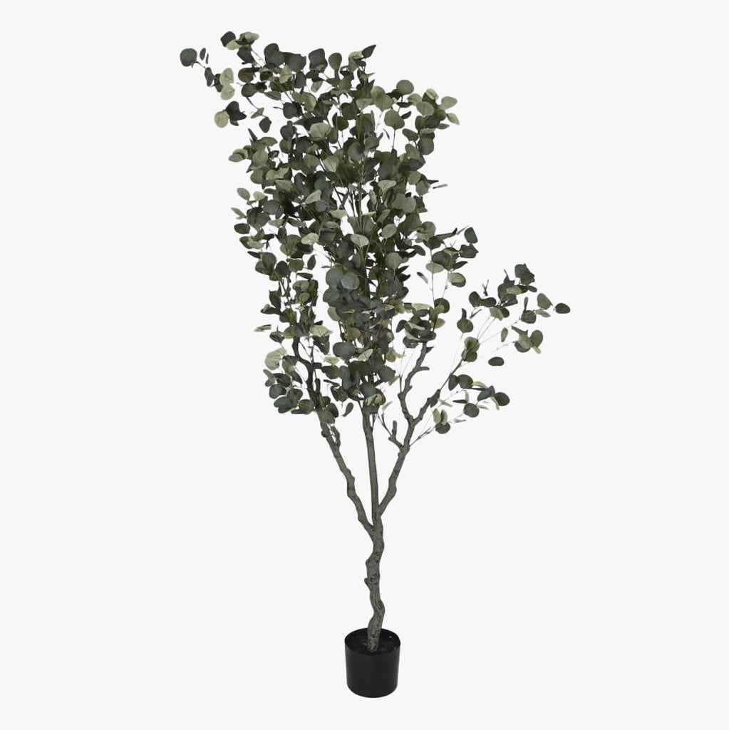 Planta de Eucalipto 220cm EVERLEAF