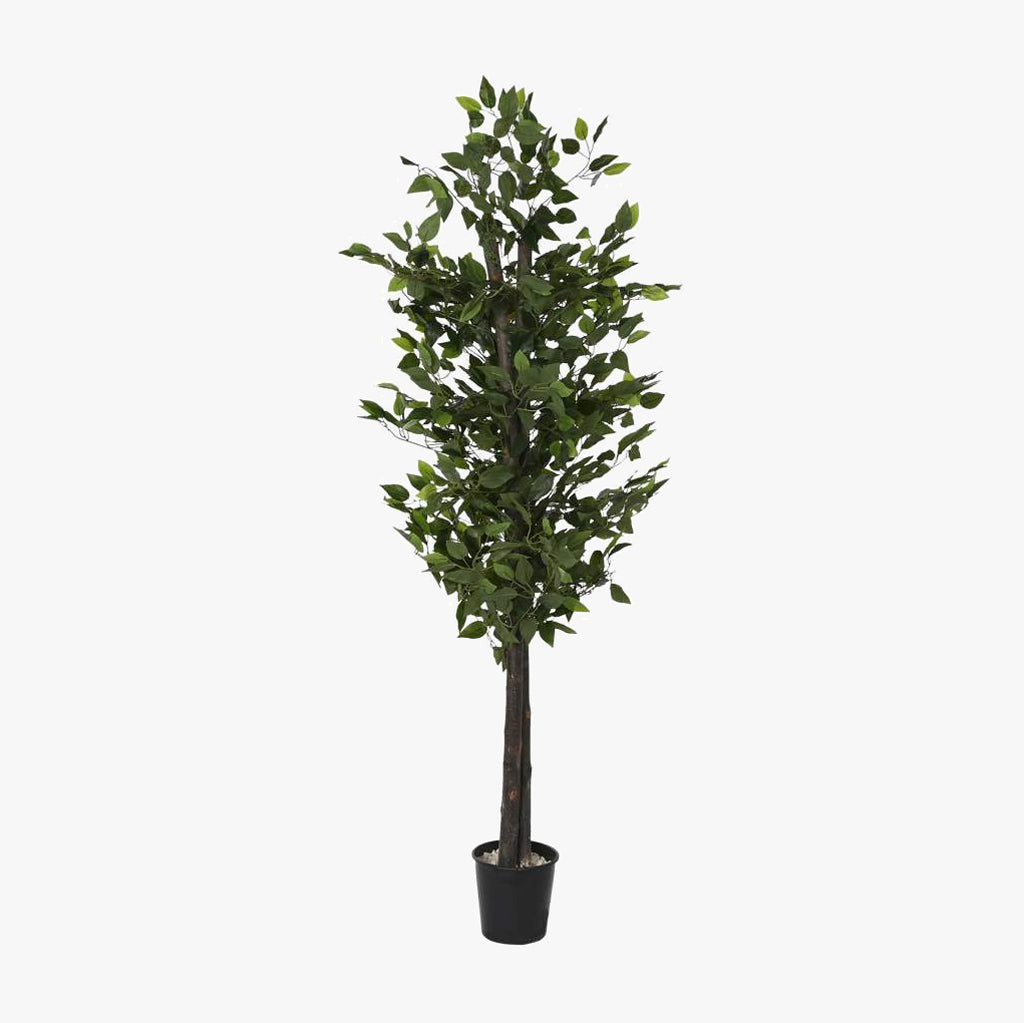 Árvore Ficus 180cm EVERLEAF
