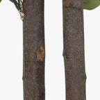 Árvore de Eucalipto 180cm EVERLEAF - Gato Preto