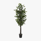 Árvore Ficus 180cm EVERLEAF - Gato Preto