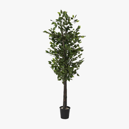 Árvore Ficus 180cm EVERLEAF - Gato Preto