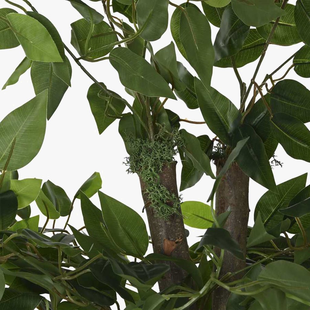 Árvore Ficus 180cm EVERLEAF - Gato Preto