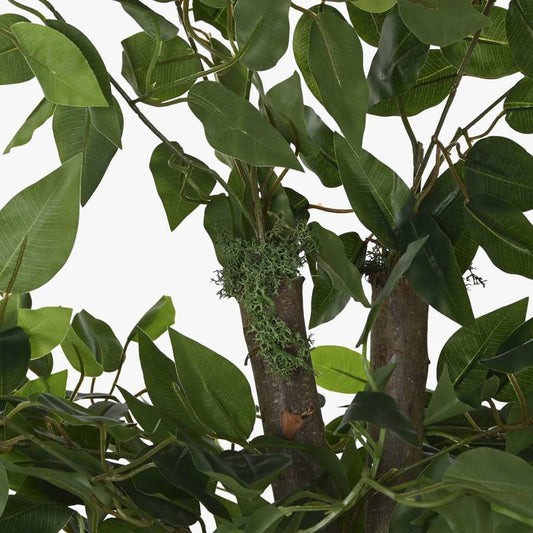Árvore Ficus 180cm EVERLEAF - Gato Preto