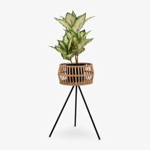 Vasos, Floreiras e Plantas