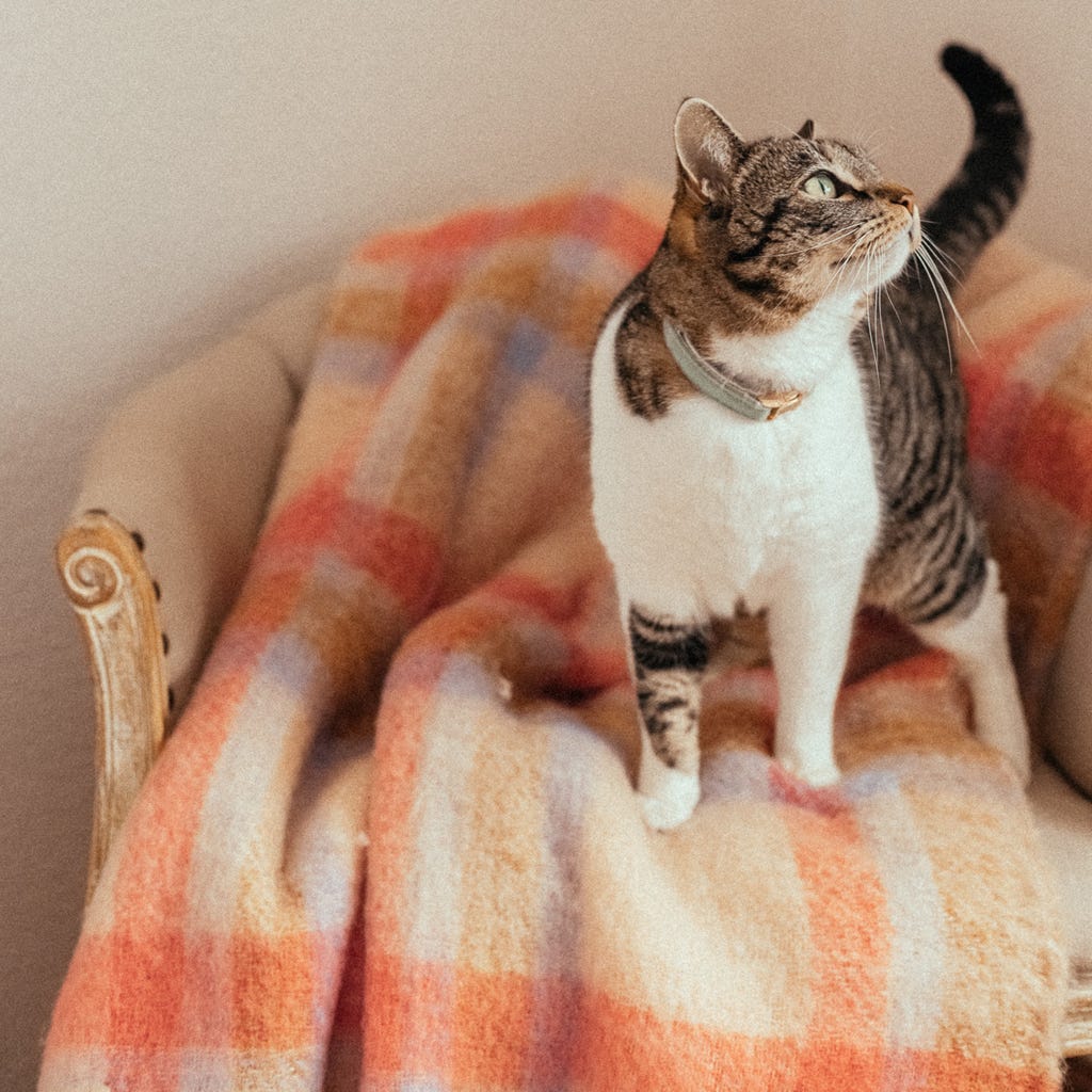 Manta de Acrílico com Franjas Multicolor WOODLAND - Gato Preto