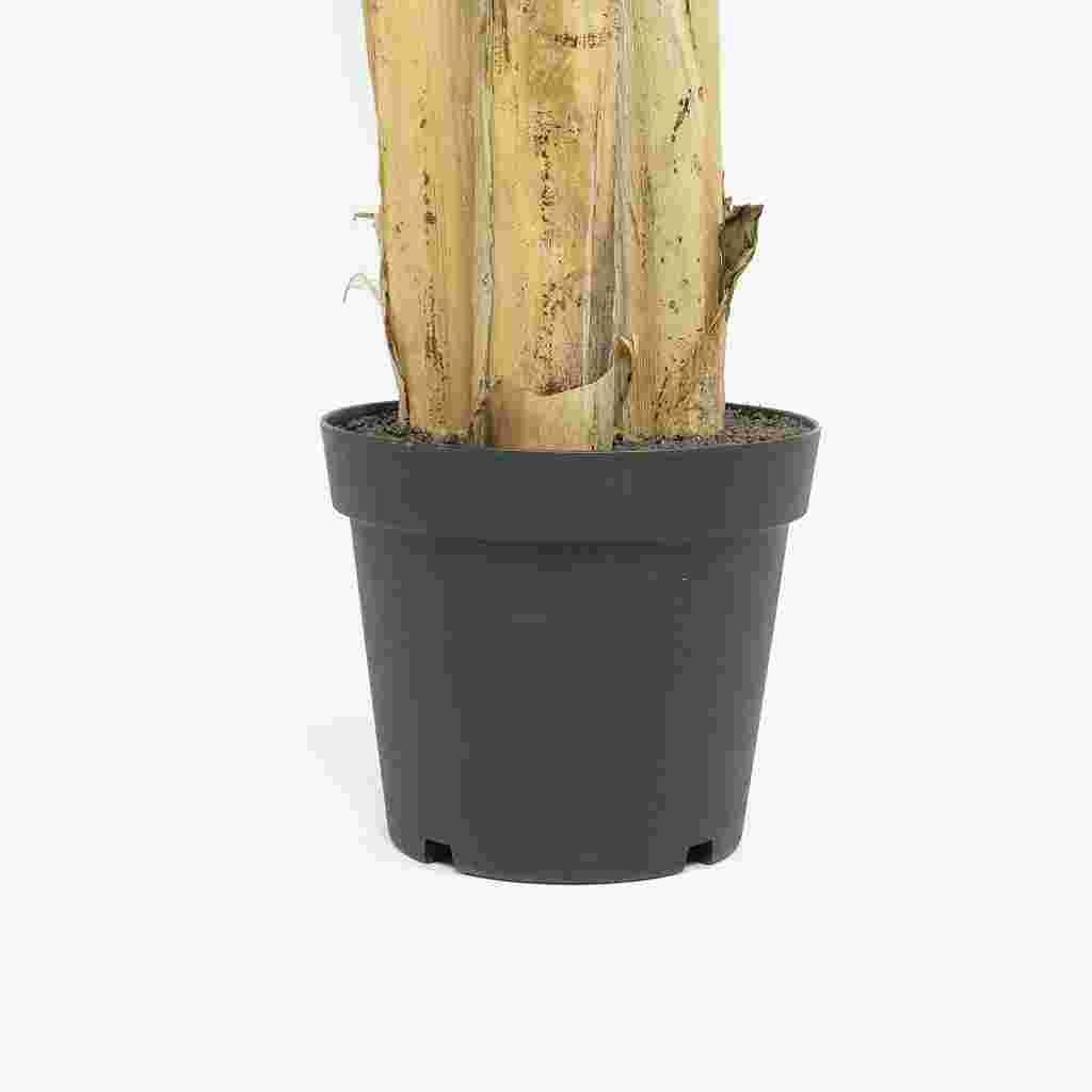 Planta Artificial Bananeira 200cm MUSA - Gato Preto