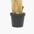 Planta Artificial Bananeira 200cm MUSA - Gato Preto