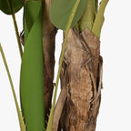 Planta Bananeira 290cm EVERLEAF - Gato Preto
