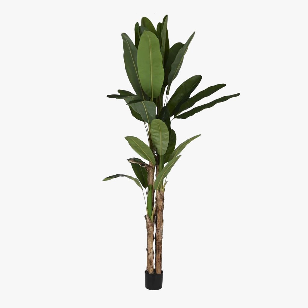 Planta Bananeira 290cm EVERLEAF - Gato Preto