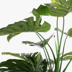 Planta Costela de Adão 200cm EVERLEAF - Gato Preto