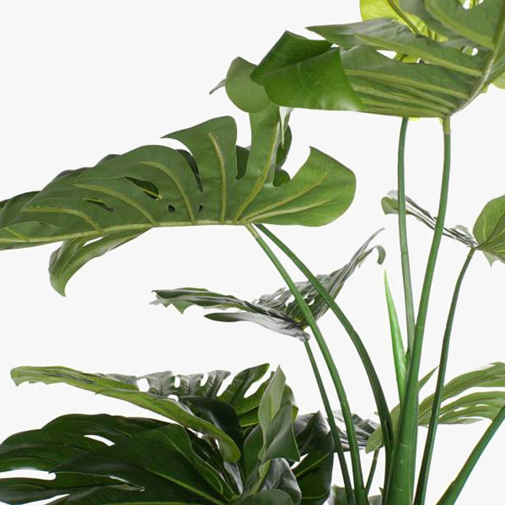 Planta Costela de Adão 200cm EVERLEAF - Gato Preto