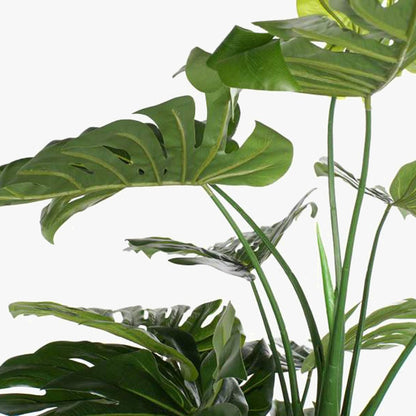 Planta Costela de Adão 200cm EVERLEAF - Gato Preto