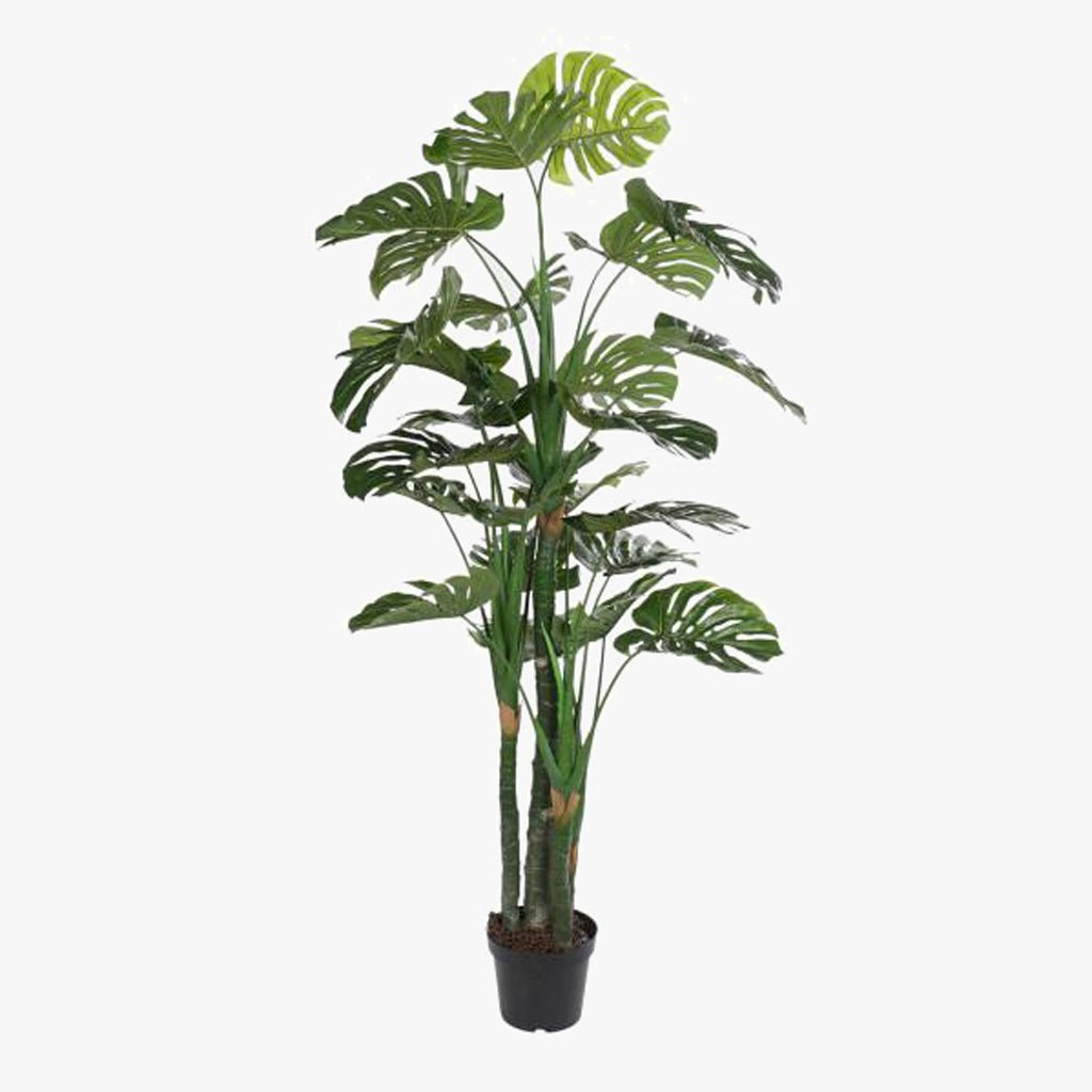 Planta Costela de Adão 200cm EVERLEAF - Gato Preto