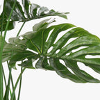 Planta Costela de Adão 200cm EVERLEAF - Gato Preto