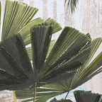 Quadro Paisagem Tropical 2A - Gato Preto