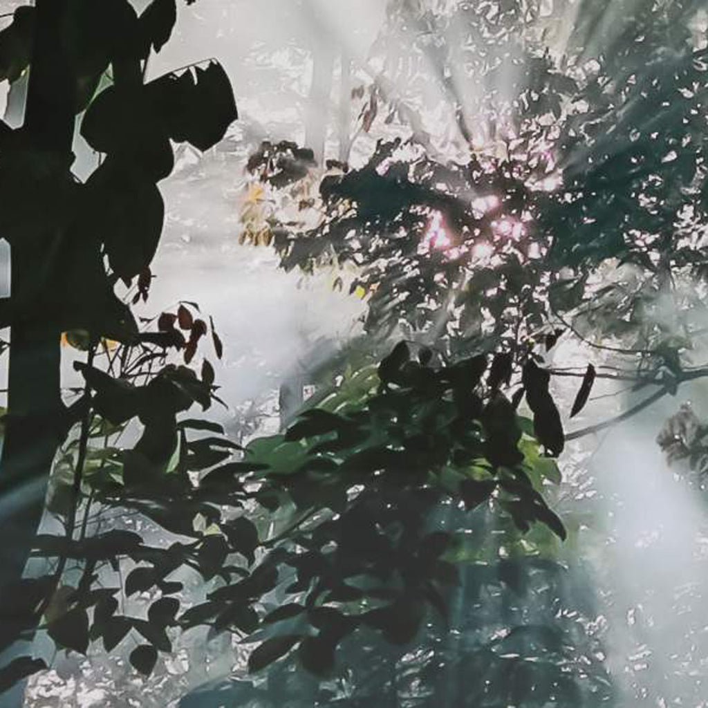 Quadro Vidro Arvores 150x100 - Gato Preto