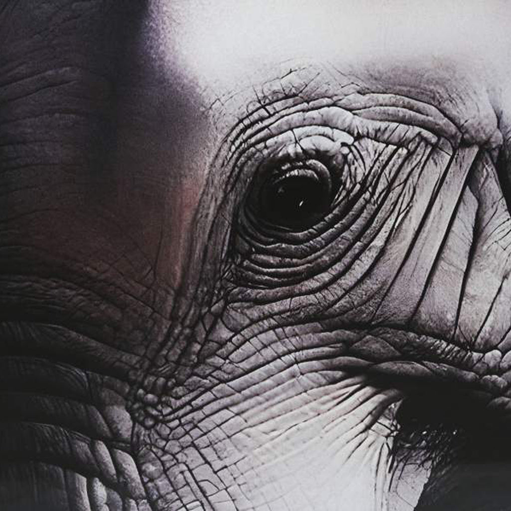 Quadro Vidro Elefantes 150x100 - Gato Preto