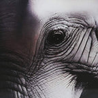 Quadro Vidro Elefantes 150x100 - Gato Preto