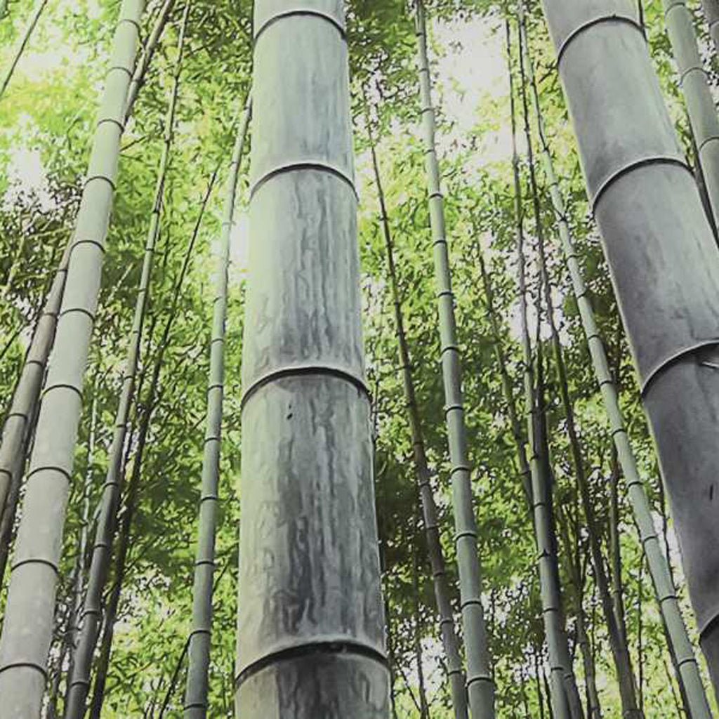 Quadro Vidro Floresta 150x100 - Gato Preto