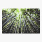 Quadro Vidro Floresta 150x100 - Gato Preto
