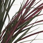 Vaso Dracaena 70x70x125 - Gato Preto