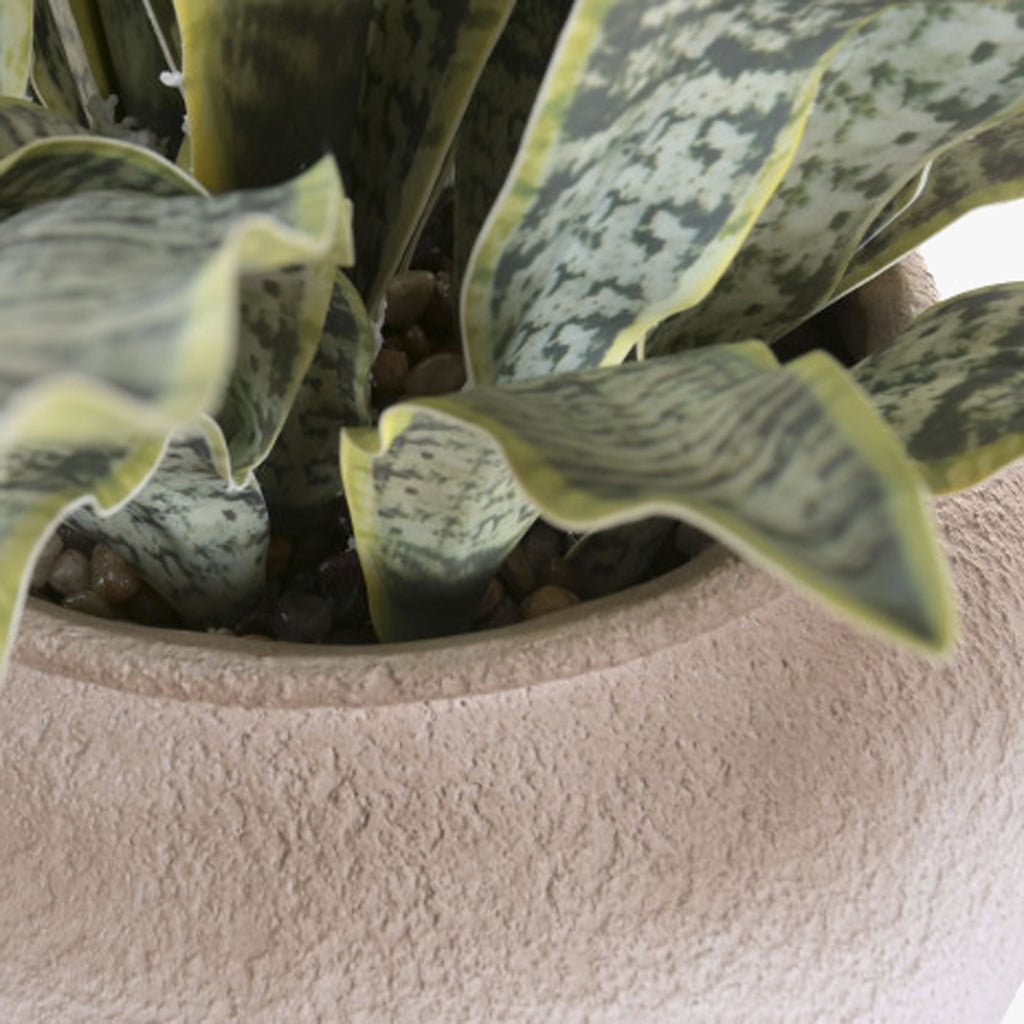 Vaso Sansevieria 60x60x100 - Gato Preto