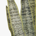 Vaso Sansevieria 60x60x100 - Gato Preto