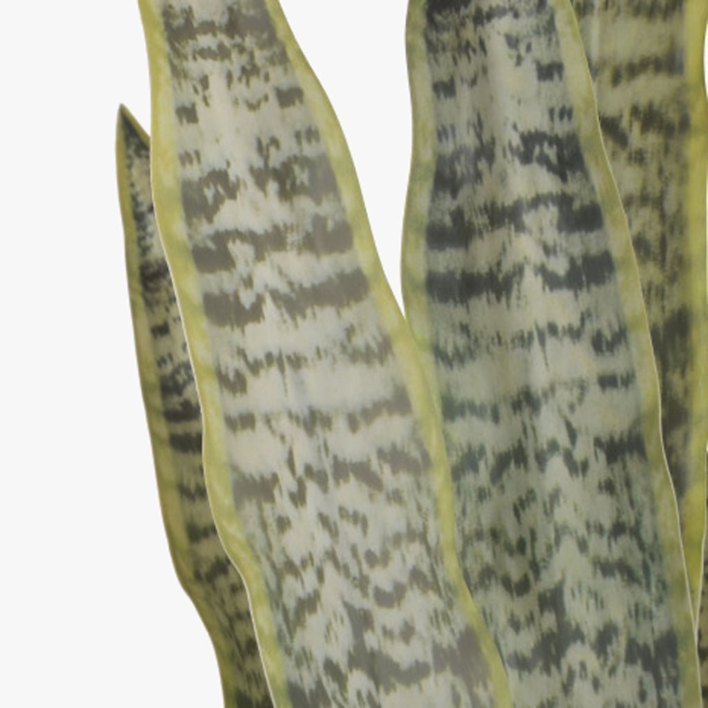 Vaso Sansevieria 60x60x100 - Gato Preto