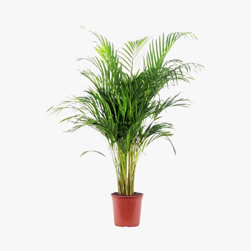 Planta natural palmeira areca BIOMA